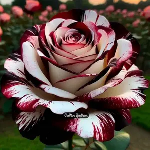 Mixed-Color Rose Seeds 200 Multicolored for Outdoor Perennials Easy Growing Home Garden Create Vibrant Colorful Rose Garden
