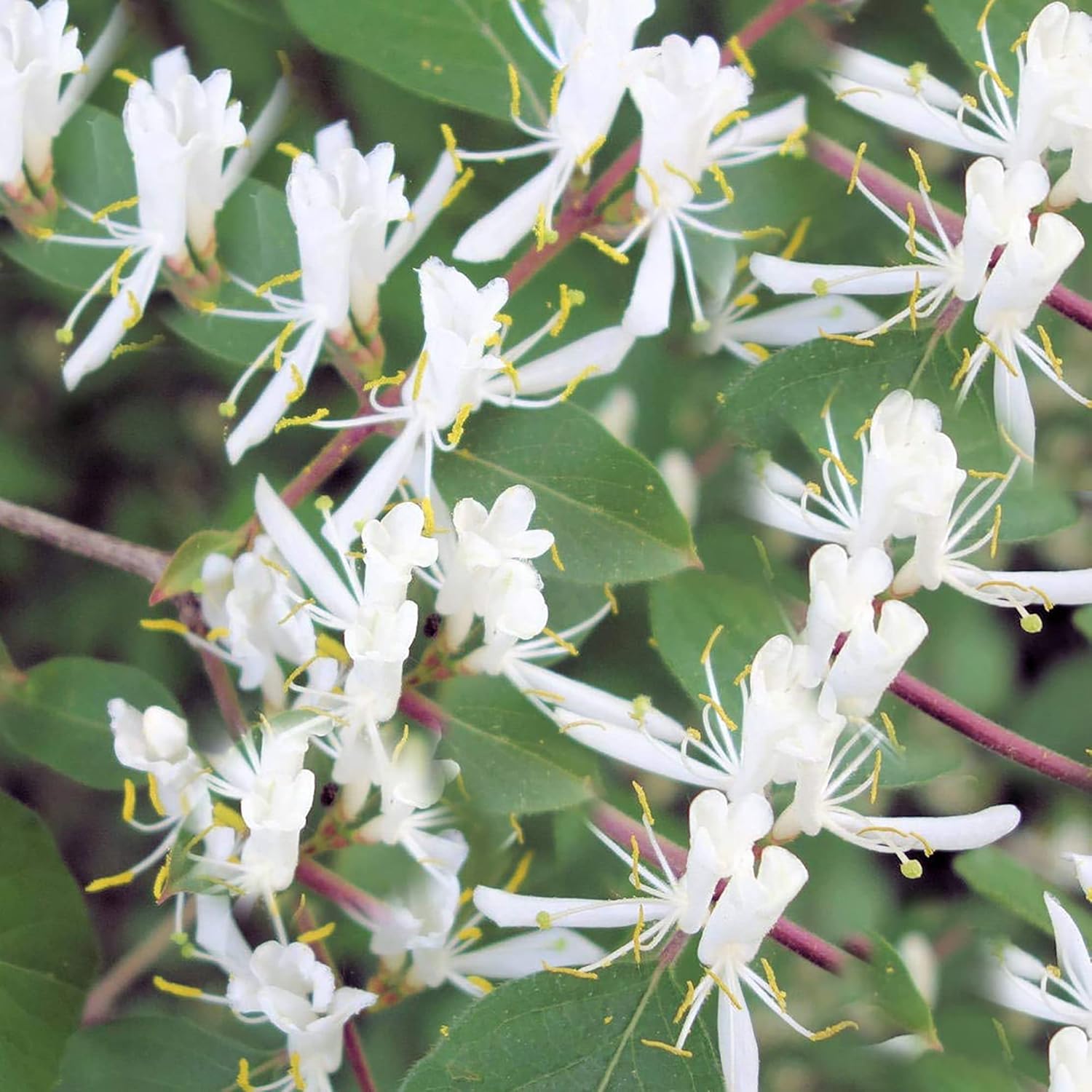 1000 Mixed Honeysuckle Seeds Honeysuckle Plant Vine Fragrant Cloud Honeysuckle Flowers Striking Potted Hanging Flowers Attract Pollinators