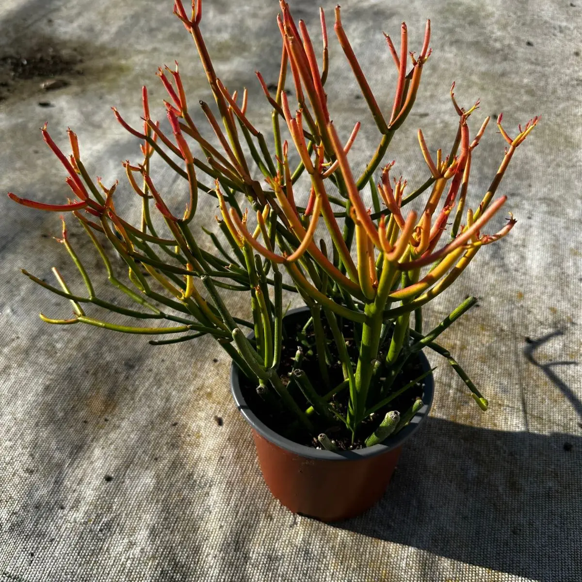 Euphorbia sticks of fire 6 inch pot