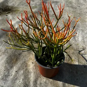 Euphorbia sticks of fire 6 inch pot