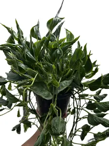 Epipremnum 'Shangri La' 8” Potted Live Plant - Spinach Leaf Pothos - Rare Exotic Houseplant - Iridescent Foliage - Deep Green, Burgundy, & Copper - Tropical Gift - Unique Indoor Plant - Trailing Vine - Curled Shaped Leaves - Vining Greenery