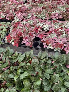 Mystery Pixie Plants Box | 2 inch pots| Live Plants