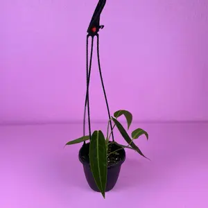 RARE Anthurium Warocqueanum 4” | Queen Anthurium | Velvet Anthurium