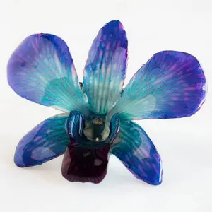 Purple Blue Dendrobium Orchid pin.