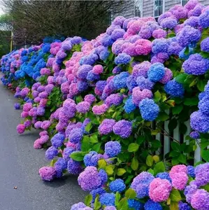 30pcs Blue Pink Purple Hydrangea - Beautiful and Hardy Perennial Flowers for Your Garden
