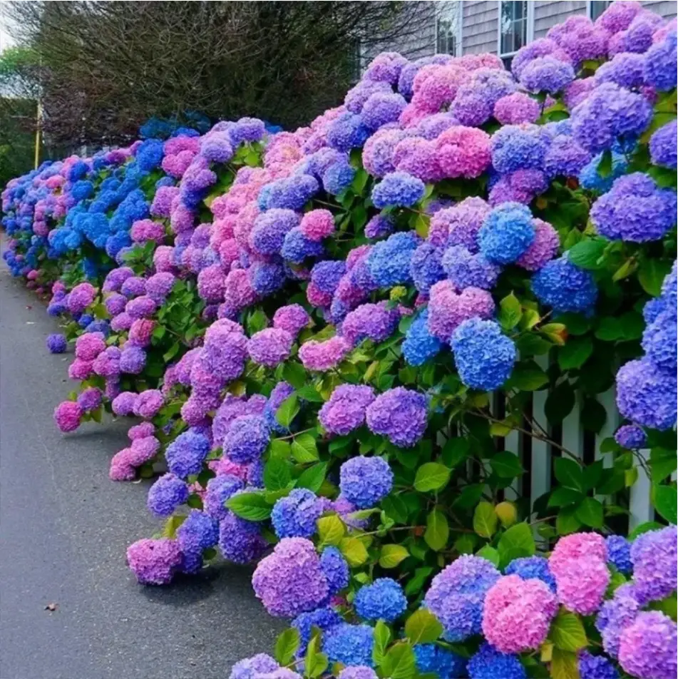 30pcs Blue Pink Purple Hydrangea - Beautiful and Hardy Perennial Flowers for Your Garden