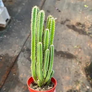 Fairy Tale Cactus Plant 3.25 inch pot