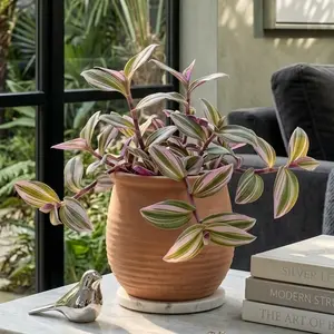 Tradescantia 'Tricolor'