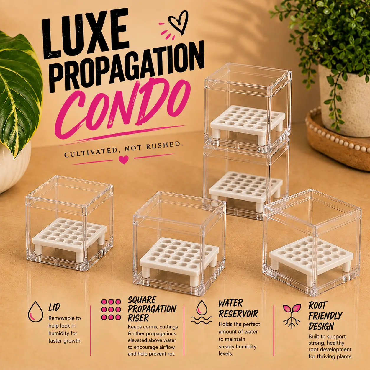 Luxe Propagation Condo | Square Corm Riser & Propagation Kit | Alocasia Corm, Node & Cutting Propagation