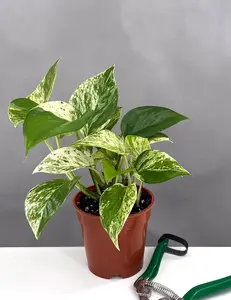Pothos Marble Queen
