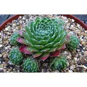 Lively Bug Succulent - Hens and Chicks Sempervivum Plant - 4 inch pot