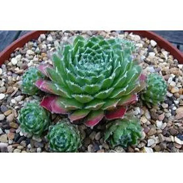 Lively Bug Succulent - Hens and Chicks Sempervivum Plant - 4 inch pot
