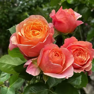 Rare Rose【Victoria's secret| ヴィクトリアズ シークレット】-1.5 Gal Own Root Live Plant| VIP Rose| Heat Resistant| Sun Tolerant| Unique| Large Flower| Cutting Rose | Large Flower|Long flowering period| Strong Adaptability| Exquisite| Especially |バラ| Bloom Repeatedly|