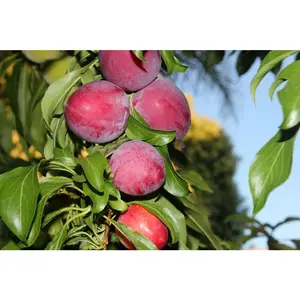 3 Ft. Santa Rosa Plum Tree Semi Dwarf with Large Red Fruit and Vigorous Growth Nocturnal Gardens