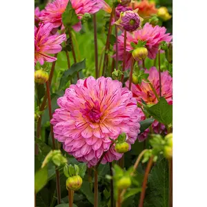 Tropical Dahlia - Decorative Flower - #1 Size Root Clump