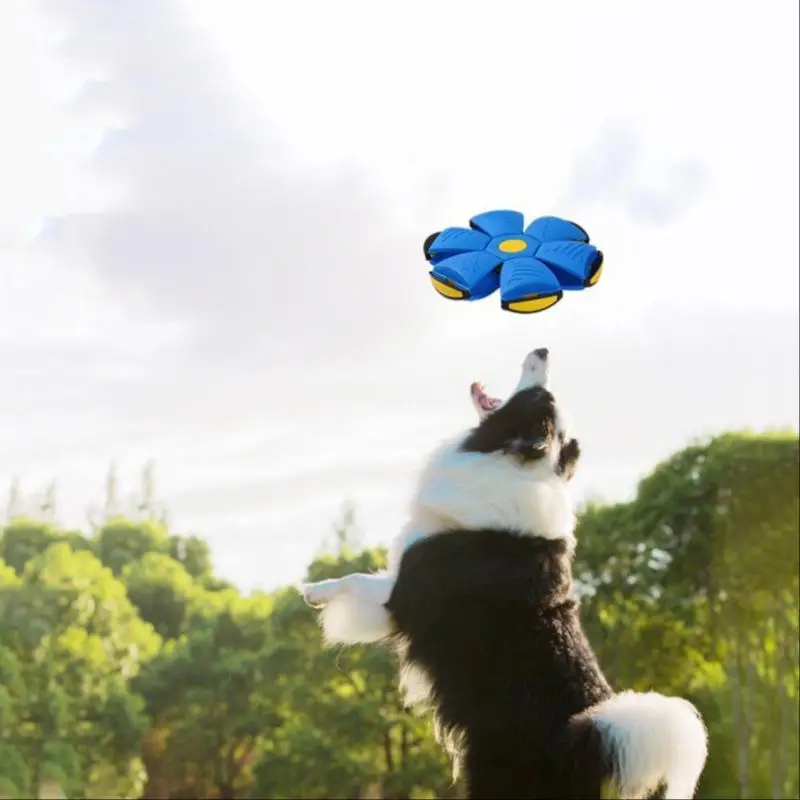 Flying Disc Dog Toy, 1 Count Flying Disc Dog Interactive Toys, Outdoor Training Pet Toys, Sports Ball Toys Interactive Toy