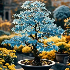 (2 Pack) 10pcs Japanese Maple Seeds for Planting, Ornamental Tree Seeds Only, Not Live Plants