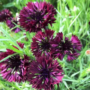 Black Ball Bachelor Button Seeds
