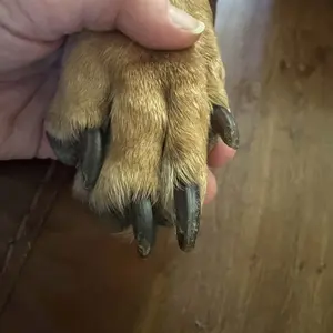 Dog Nail File & Cat Nail File Board - Stress-Free Grooming with 3 Replaceable Sheets, Comfortable Wooden Handle, Perfect for Dogs & Cats, Easy Nail Smoothing