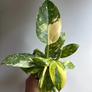 Rare Variegated philodendron Green Congo Nuclear 4" pot Rare Plant - Unique Shape with Yellow and Green Leaves