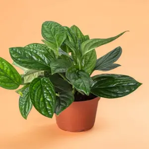 Monstera Peru - Indoor Live Plant, Rare Leathery Glossy Leaves, Air Purifying & Very Beginner Friendly,  Ideal for Home Decor