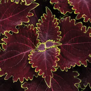 ColorBlaze® Wicked Witch Coleus