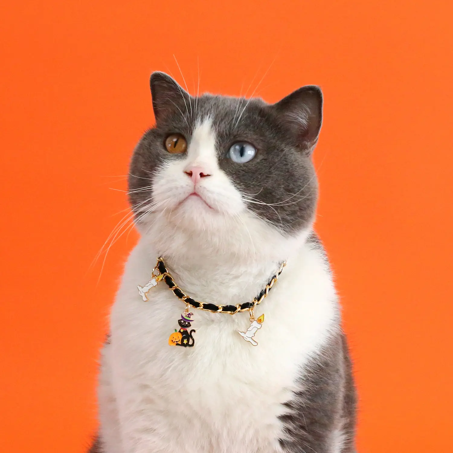 Pet Halloween Collar for Cats - Halloween Design, Detachable, Multiple Sizes