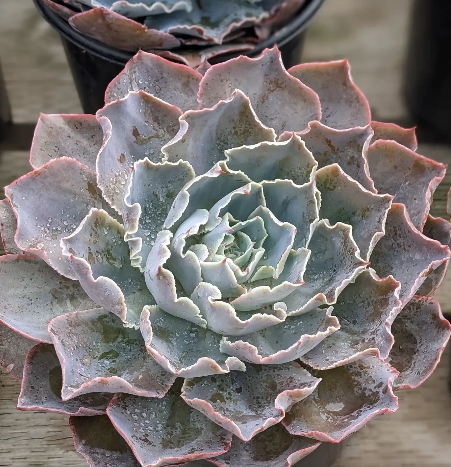 Large Echeveria Andromeda Succulent, Colorful Live Plant