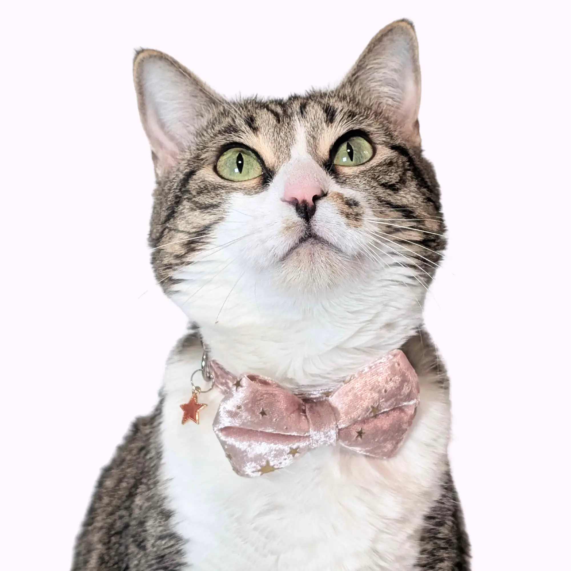 Pink Celestial Velvet Bowtie Cat Collar