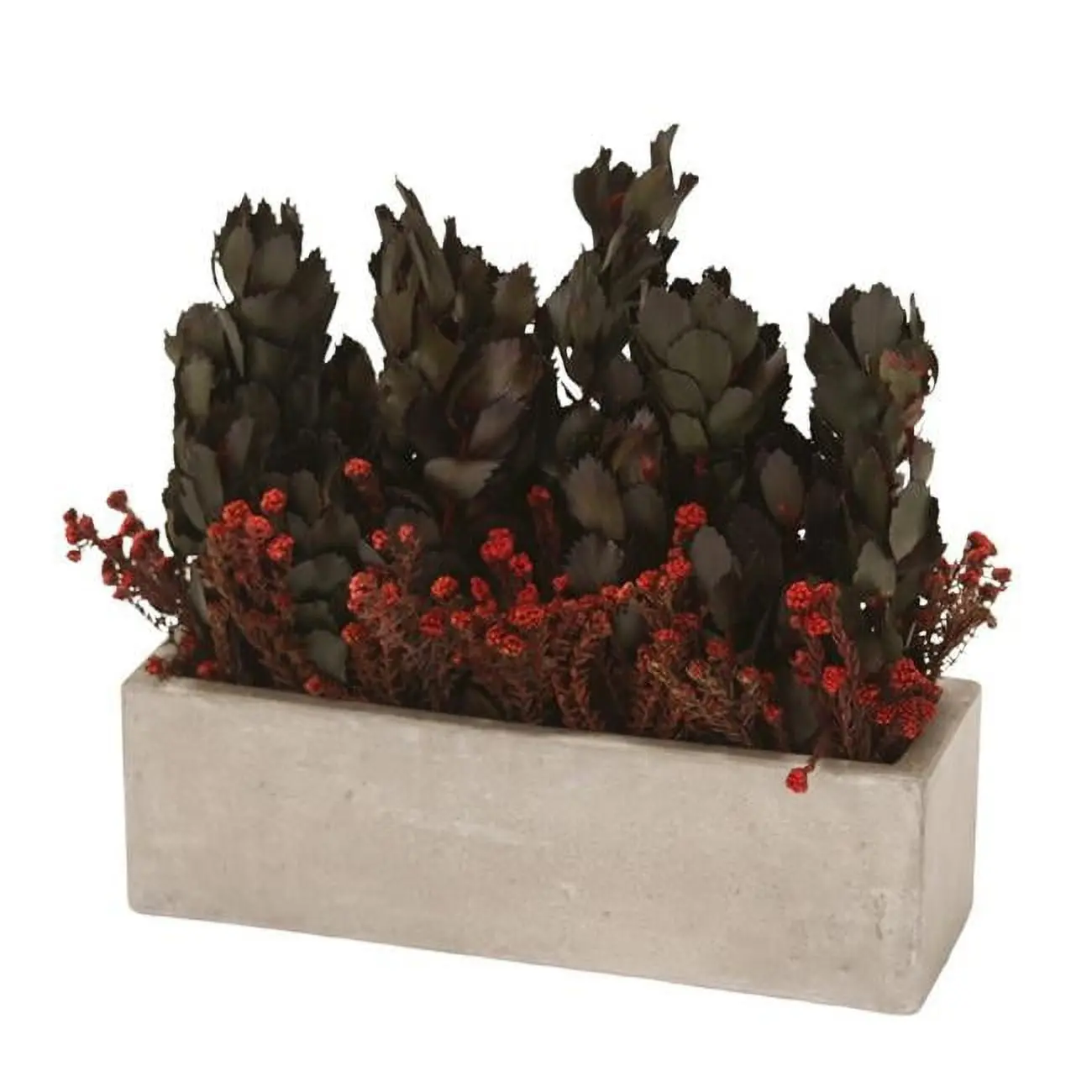 Disttive Designs 20029 Raised Planter Window Boxes - Green Concrete Window Planter with Unisex Winter Eye Young Merlot, Cotton Phylica