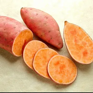 Sweet Potato Seeds – 1000pcs Organic Non-GMO, All-Season Nutritious Home Garden Plant, Easy to Grow, Healthy Carcinogen-Free Produce