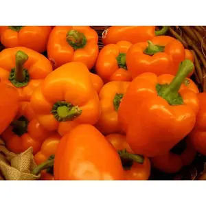 Orange Sun Pepper Seeds - Sweet Bell Variety, Ideal for Cooking and Freshness, Fresh Packaging