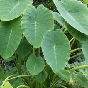 Taro root sprout for planting