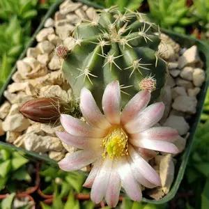 Echinocereus pulchellus weinbergii