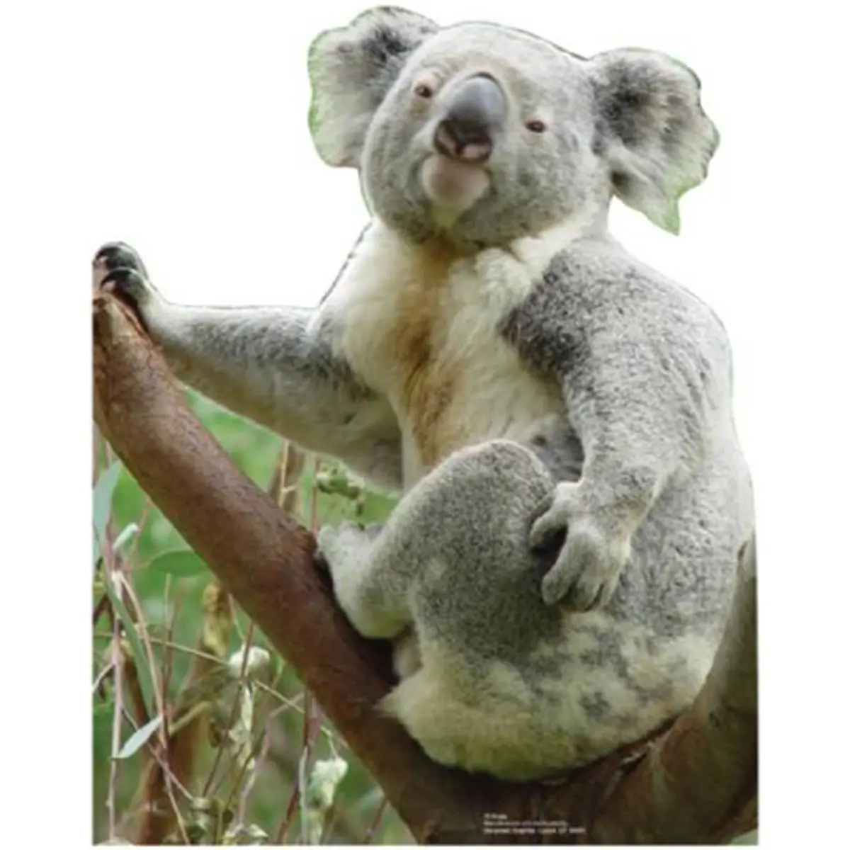 212 MAIN Advanced Graphics Life-Size Australian Koala Bear Cardboard Standup, Decorative Wall Decor, 24x19 in, Full Color, Folds Flat, Stands or Hangs