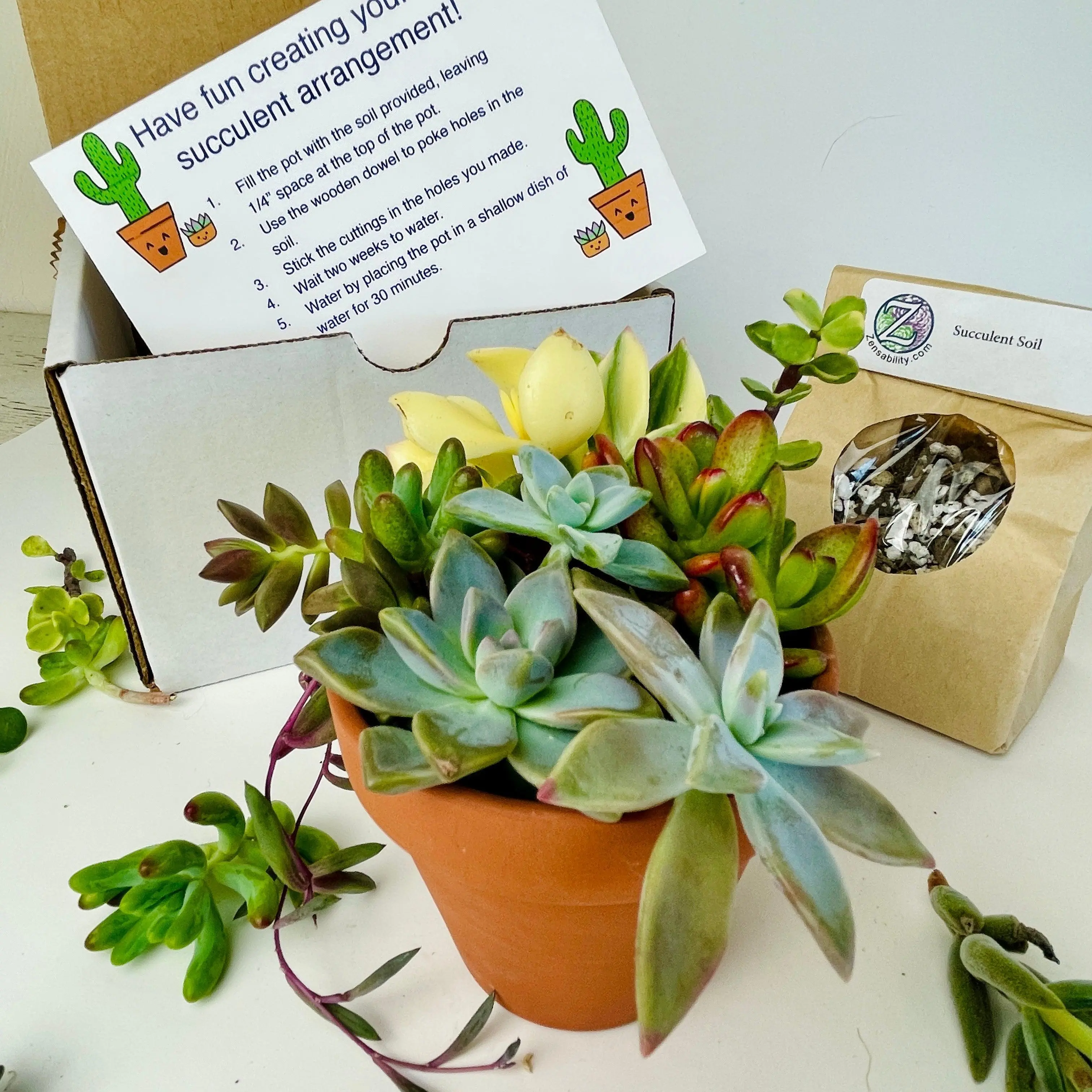 Arrangement Succulent DIY Kit - 3” Pot