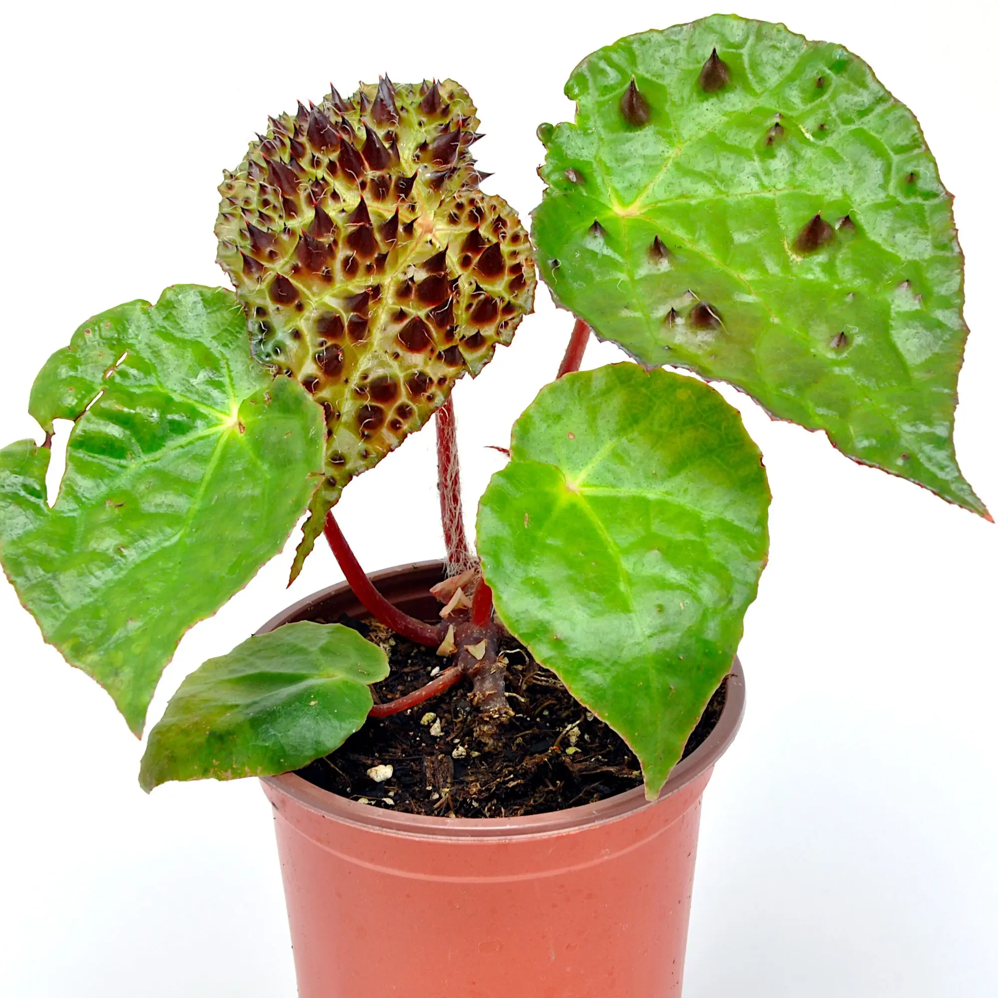 Begonia ferox, Fierce Begonia