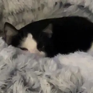 Product Review of Winter Warm Pet Bed, 2 in 1 Foldable Cat Tunnel Cat Bed, Warm Plush Cat Bed with Hanging Ball & Tunnel Buckle, Pet Supplies for Indoor Outdoor Use from S**m