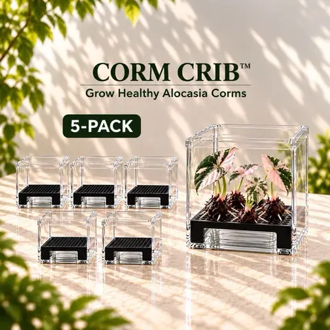 5-Pack Alocasia Propagation Kit Corm Crib, Clear Acrylic Garden Propagator Tool with Elevated Square Riser for Humidity & Water Control, Beginner-Friendly to Reduce Rot