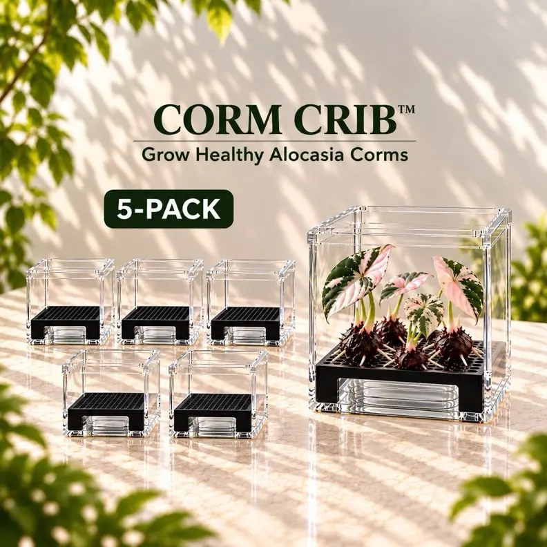 5-Pack Alocasia Propagation Kit Corm Crib, Clear Acrylic Garden Propagator Tool with Elevated Square Riser for Humidity & Water Control, Beginner-Friendly to Reduce Rot