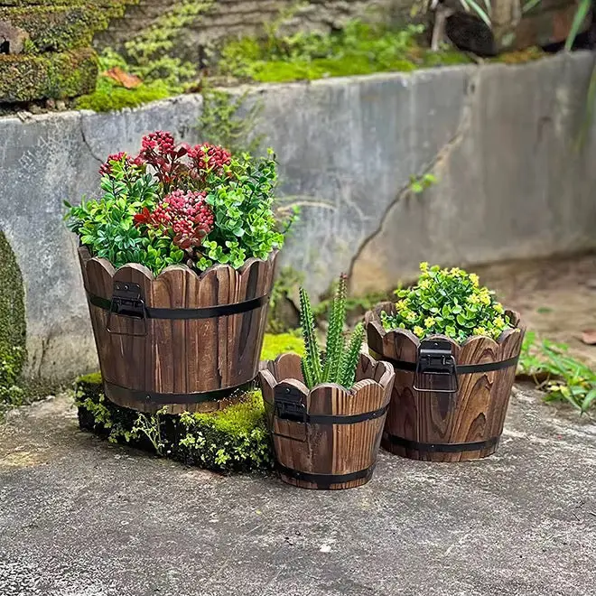 buxus plant Buy Buxus Microphylla Japonica