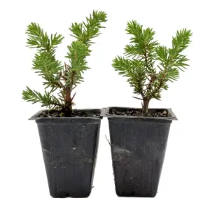 Blue Pacific Juniper in 3.5” Nursery Cubes (Juniperus conferta ‘Blue Pacific’)
