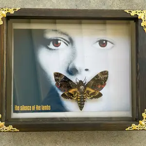 Silence of the lambs real death head moth framed taxidermy Hanging Decor