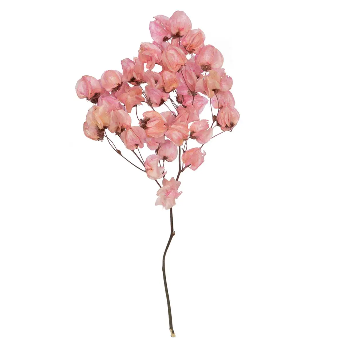 212 MAIN Cara Blossom Preserved Raspberry Flower Bundle - 13.5-17 In. Preserved Bloom, Dried Floral Flower Arrangement, Natural Plants for Home & Garden Improvement