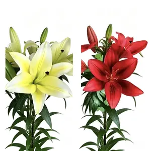 Live Lily Bulbs – Red & Yellow Mixed | Fragrant Summer Blooms | Perennial, Returns Every Year | Bare Root