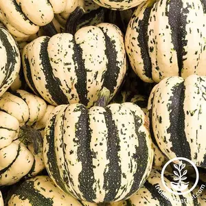 Squash Seeds - Winter - Sweet Dumpling Squash Seeds - Winter - Sweet Dumpling