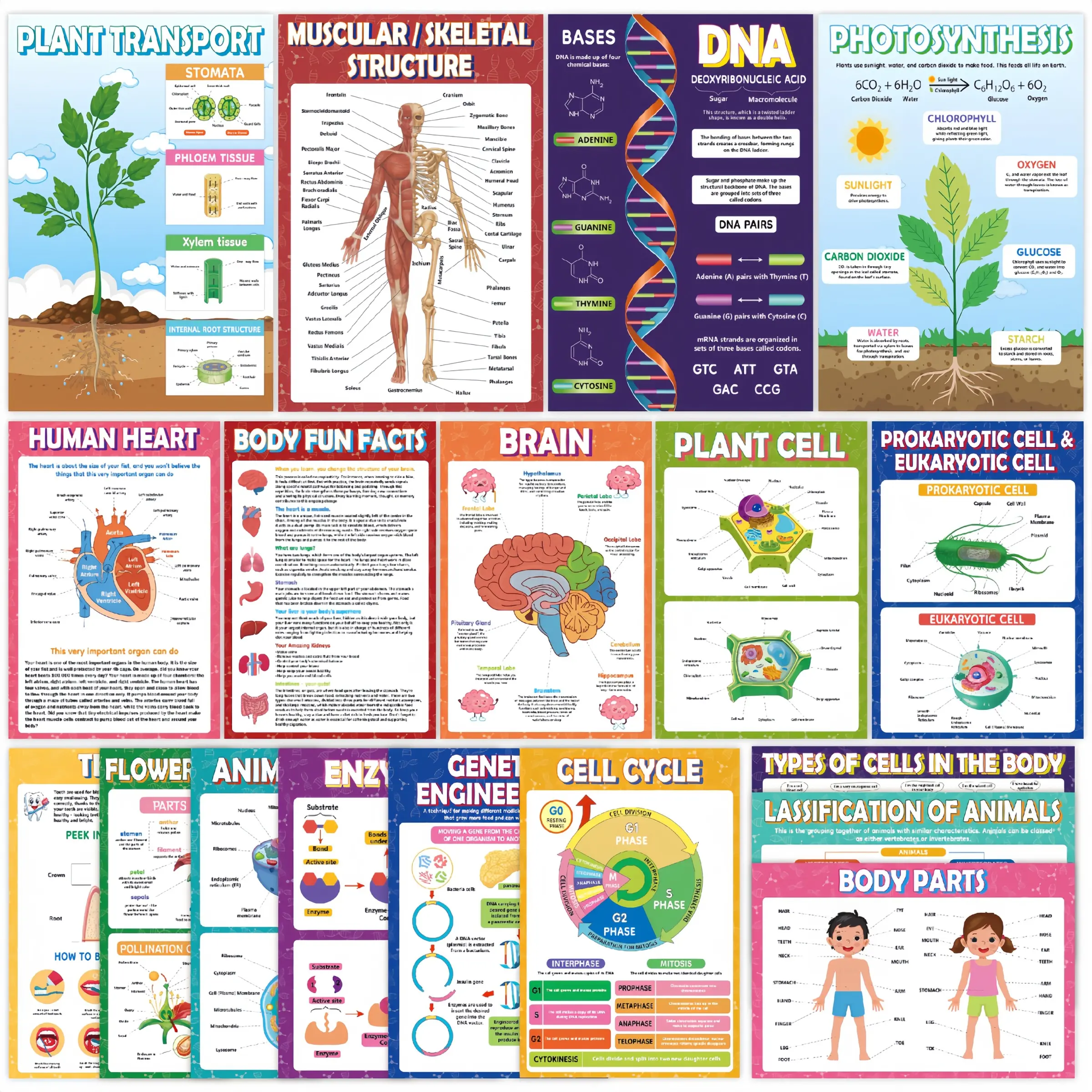 18 Pcs Biology Science Cognitive Posters, Waterproof English Wall Charts, Middle School High School, Classroom Hanging Maps, Classroom Supplies Charts, Teaching Supplies
