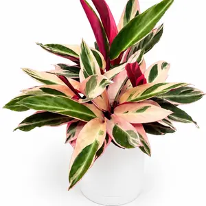 Stromanthe Triostar Calathea Triostar 6” Pot  | Pet Safe Tropical Houseplant | Colorful Foliage | Easy Care Indoor Plant