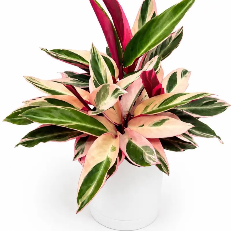 Stromanthe Triostar Calathea Triostar 6” Pot  | Pet Safe Tropical Houseplant | Colorful Foliage | Easy Care Indoor Plant