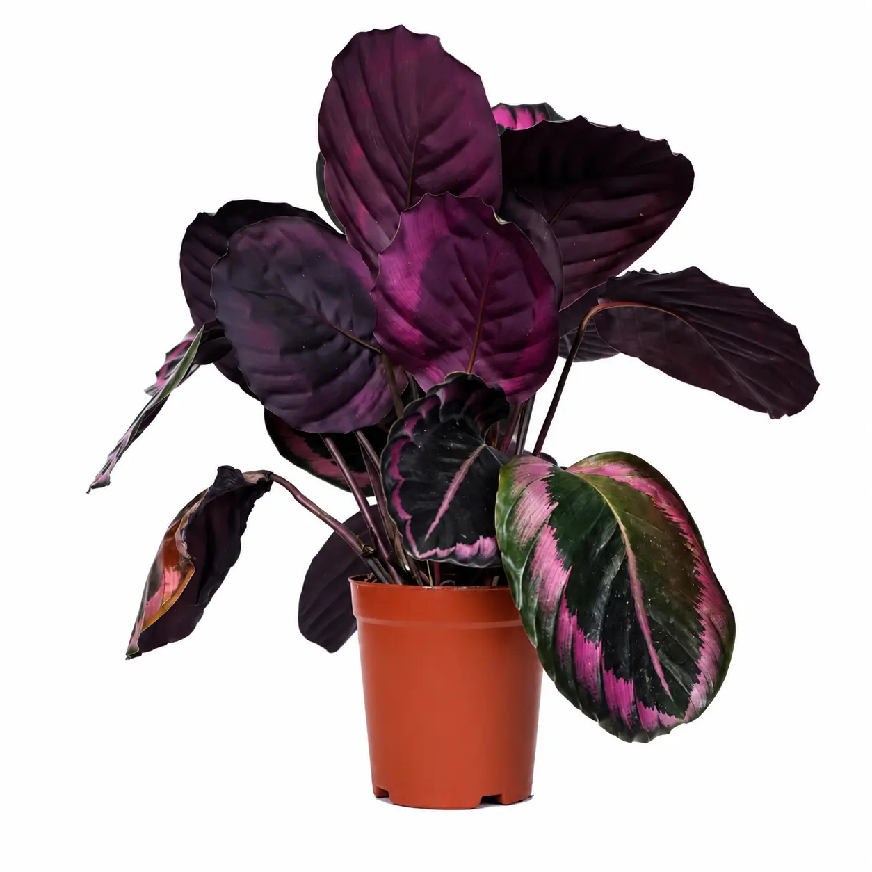 LZ06    Live Bidding Exclusive Item  Calathea Dottie Live Houseplant in 4 Inch Pot | Tropical Indoor Foliage Plant for Home & Office Decor